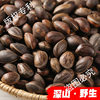 Directly from the Source, Fresh Raw Pine Nuts from Yunnan, Natural Flavor, Large Kernels, Snacks, Nuts, Original Flavor, New Stock
