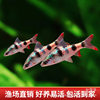 Red Tail Green Fluorescent Crucian Carp Native Cold Water Fish Tropical Fish Freshwater Ornamental Fish Diamond Rainbow Crucian Carp Live Fish Wholesale