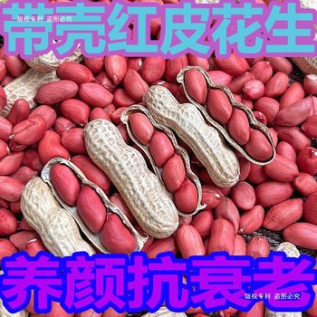 Red skin peanuts 2025 new red skin peanuts raw new arrivals raw peanuts with shells and sun-dried red-coated original peanuts