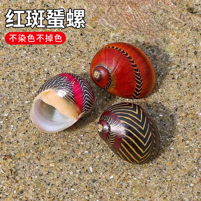 Natural Shell Conch Red Spot Snail Snail Snail Specimen Snail Tank Aquarium Landscape Floor Window Decoration Ornaments