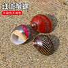 Natural Shell Conch Red Spot Snail Snail Snail Specimen Snail Tank Aquarium Landscape Floor Window Decoration Ornaments
