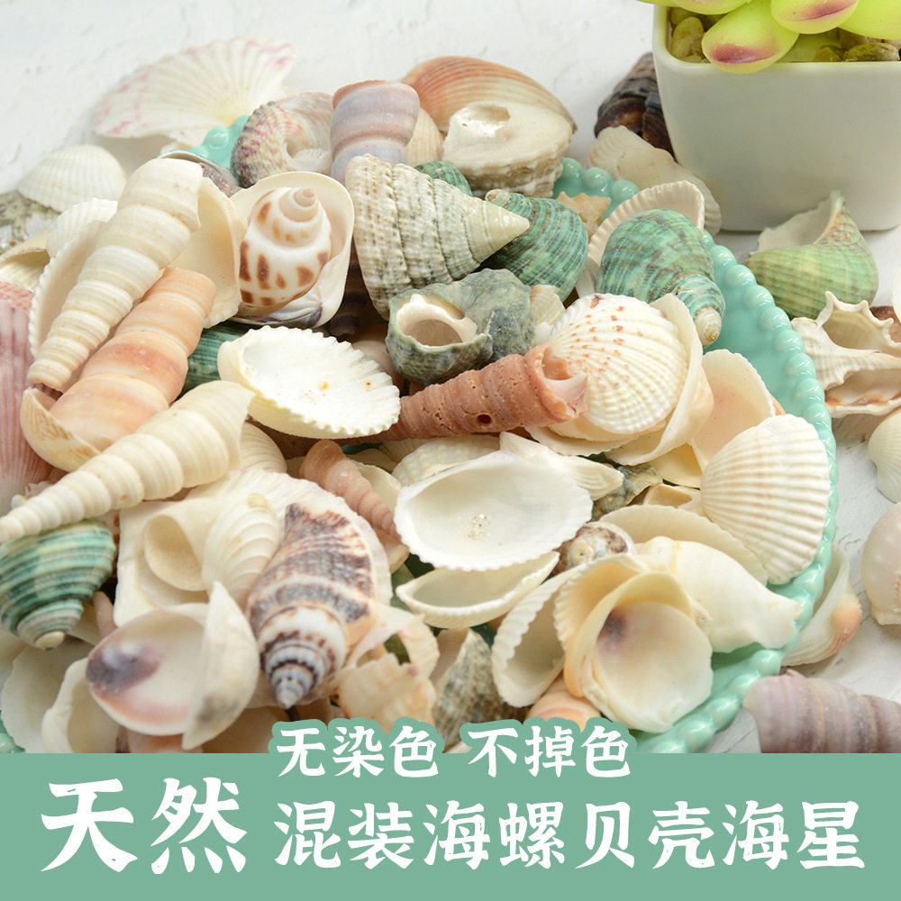 Natural Conch Shells, Colored Scallops, Handmade DIY Small Shells, More Than 20 Mixed Fish Tank Landscaping, Children's Day Materials
