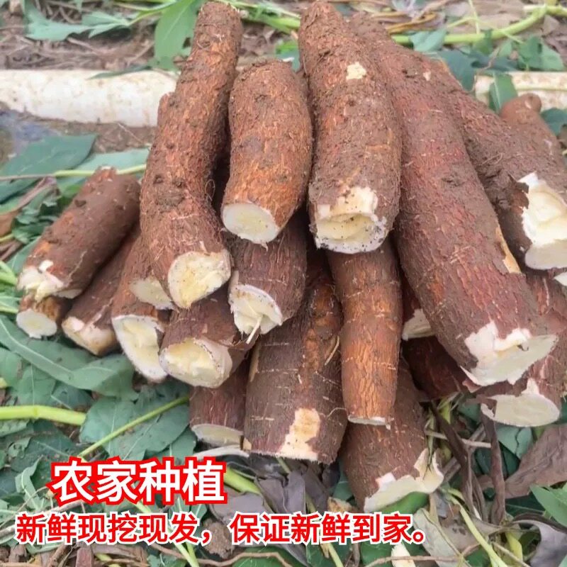 Freshly dug yellow-heart cassava, a specialty of Guangxi, farmer’s yellow meat bread, chestnut sweet potato and syrup store, peeled and eaten