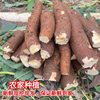 Freshly dug yellow-heart cassava, a specialty of Guangxi, farmer’s yellow meat bread, chestnut sweet potato and syrup store, peeled and eaten
