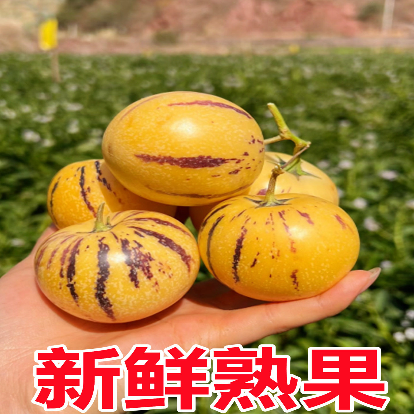 Yunnan Stone Forest Ginseng Fruit 5kg Seasonal Fresh Fruit Freshly Picked from the Tree in Season