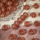 Оптовая продажа 11 мм позолоченных тыквенных бусин из смолы, бронзирующих плоскую тыкву, свободные бусины diy ручной работы, браслет, ожерелье, материал mini 10
