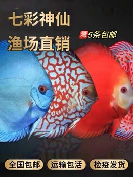 Colorful Angelfish Tropical Fish Freshwater Ornamental Fish Fry Desongye Cai Pia Tianzi Blue Leopard Spot 2cm Direct Sale