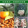 [New Hot Sale] Open Pine Nuts New Arrival Original Flavor Large Grain Northeast Specialty Pine Seeds Hand-Peeled Red Pine Nuts