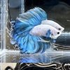 Wholesale Supply of Tropical Fish Ornamental Fish Wholesale Thai Betta Live Stall Half-Month Aquarium Pet Creative