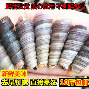 Seafood, Aquatic Products, Clams, Fresh Conches, Fresh Conches, Haipu Sea Screws, Lianyungang Specialty, Tailless Conches