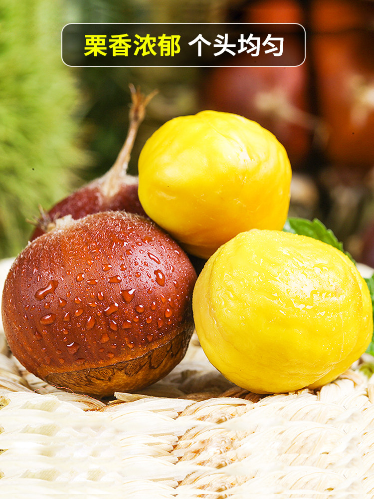 Fresh Dandong Raw Chestnuts 5kg Seasonal Large Chestnuts Raw Chestnuts Northeastern Cone Chestnuts Wild Chestnuts Large Fruit Hairy Chestnuts