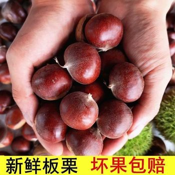 Fresh Chestnuts Seasonal Raw Chestnuts Whole Box Vegetable