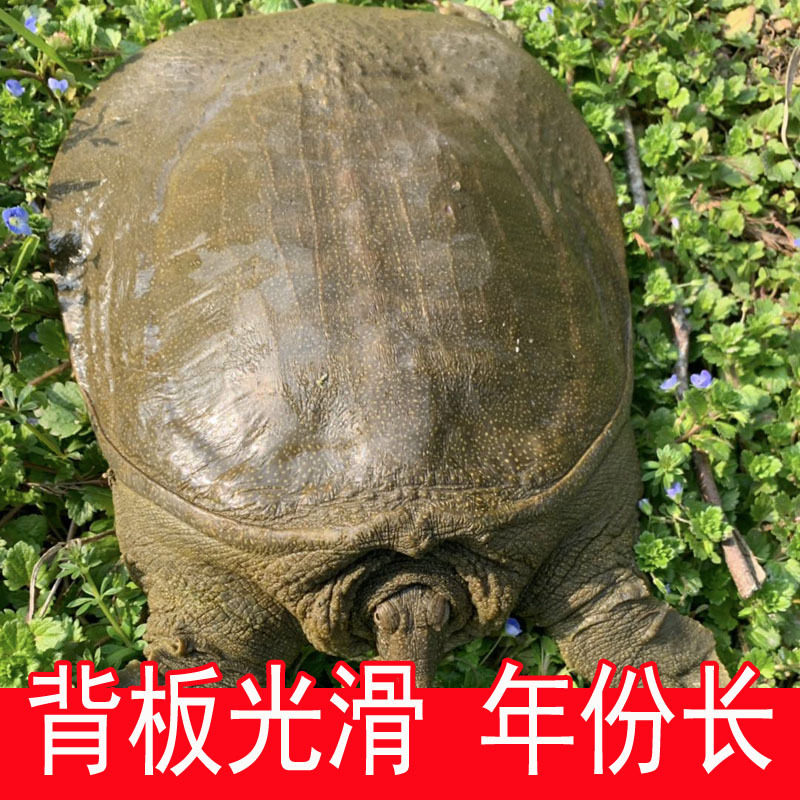 Fresh Live Green-Yellow Male Turtle for Consumption, Chinese Pond Turtle, Reservoir