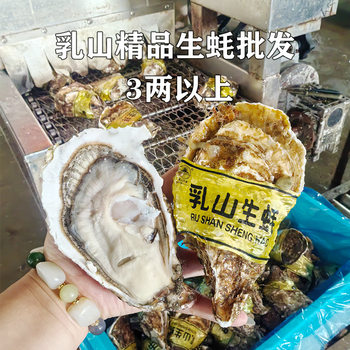 Premium Rushan 0.15kg Oysters, 25kg Whole Box, Fresh Seafood Wholesale Oyster Meat, Rushan Oysters Available All Year Round