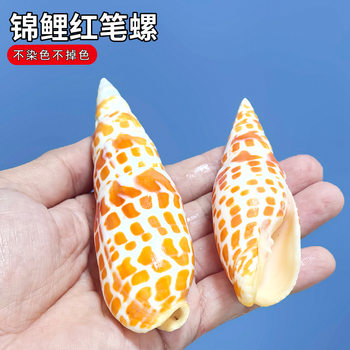 Natural Conch Shell Koi Snail Red Pen Snail Fish Tank Aquarium Landscape Decoration Home Collection Ornaments Shooting Props