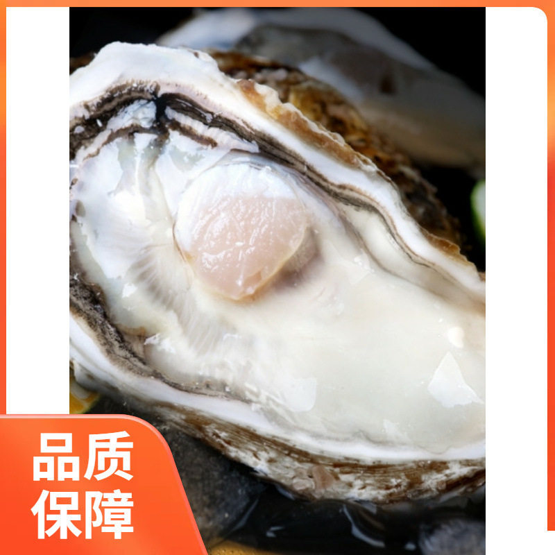 Sashimi Grade Oysters, Extra Large Oysters, Fresh 2.5kg Sea Oysters, Whole Box of Seafood, Sf Raw, Fresh Barbecue