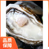 Sashimi Grade Oysters, Extra Large Oysters, Fresh 2.5kg Sea Oysters, Whole Box of Seafood, Sf Raw, Fresh Barbecue