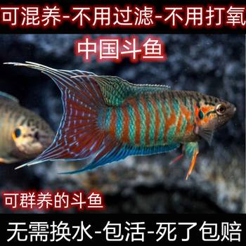 Chinese Flowerhorn Live Fish, Easy to Care For, Durable Small Tropical Ornamental Fish, Can Be Mixed with Tropical Lazy Fish