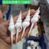 A Variety of Natural Long Spiral Snails, Long-Nosed Martin Snail Specimens, Aquarium Landscaping, Natural Shells and Conch Wholesale