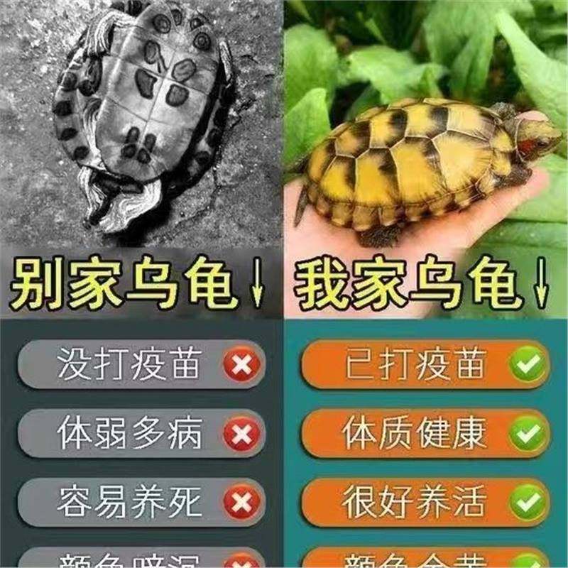 金钱龟黄金招财小乌龟风水镇宅龟观赏龟宠物龟活体乌龟巴西龟活物,淘宝优惠券,粉丝福利购,淘宝优惠卷