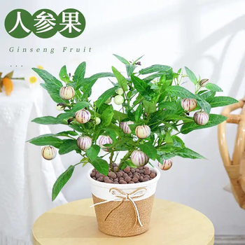 Ginseng Fruit Seedlings Bear Fruit in the Same Year, Eggplant Fruit Potted Plants, Life Fruit Trees, Peach Seedlings, Authentic Edible Longevity Fruit Seedlings
