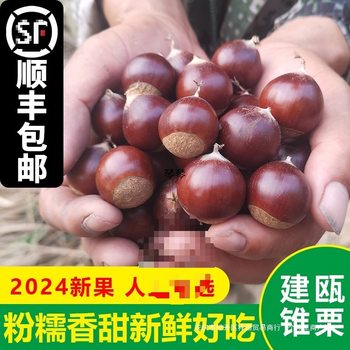Fresh Jianou Castanea henryi Fujian wild chestnut alpine oil cone small hair chestnut powder waxy sweet pointed chestnut round chestnut