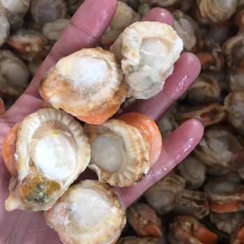 Frozen Scallop Meat, Skirted Scallop Meat 10kg / Box, Scallop Meat in Juice, Quick-Frozen Seafood Shell Meat