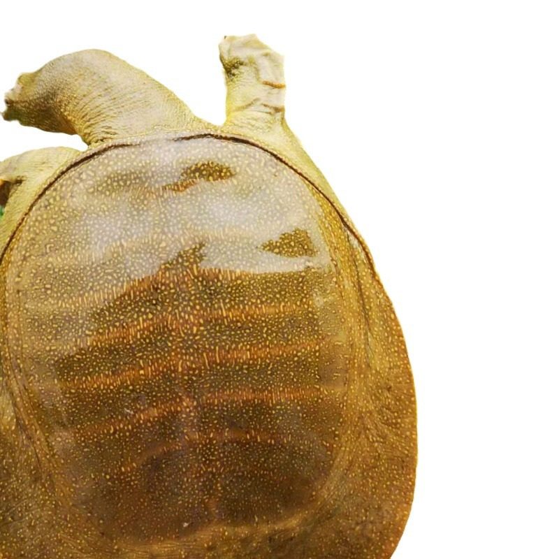 Freshly Caught and Shipped Nutritious Freshwater Live Fish from Huangchuan Turtle Breeding Grounds