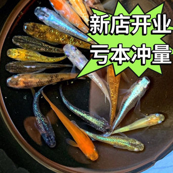 Watching the back of the green medaka ornamental fish magic fish cold water freshwater small koi goldfish without oxygen good cultivation easy to live