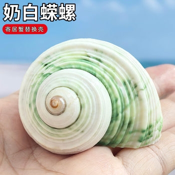 Hermit crab replacement shell new conch shell blue ginkgo snail creative aquarium fish tank landscaping decoration factory wholesale