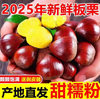 2025 Fresh Dandong Chestnuts 2.5kg Fresh Chestnuts Tender Large Chestnuts Wild Qianxi Chestnuts Oil Cone Chestnuts