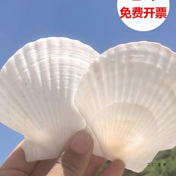 Natural Large Shell Pieces Kindergarten Handmade DIY Painting Graffiti Punched White Small Scallop Shell Conch Shell Book