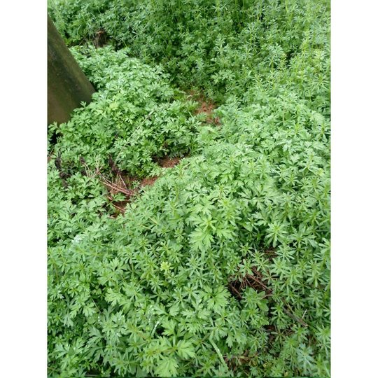 Mugwort Seeds, Seedlings, Potted Edible Mugwort Seedlings, Freshly Planted Seedlings, Mugwort, Mugwort Leaves, Potted Seedlings