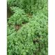 Mugwort Seeds, Seedlings, Potted Edible Mugwort Seedlings, Freshly Planted Seedlings, Mugwort, Mugwort Leaves, Potted Seedlings