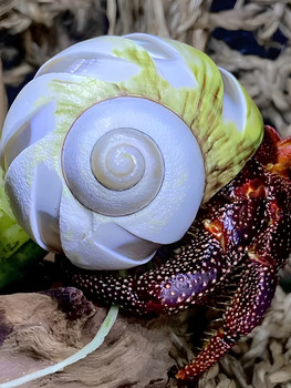 Natural Conch Shell Hermit Crab Replacement Shell Avocado Snail Fish Tank Landscaping Aquarium Decoration Conch Ornaments