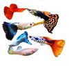 Guppy, Anchovy, Ornamental Fish, Hardy and Easy to Maintain, Goldfish, Tropical Fish, Cold Water Fish, Ornamental Fish, Betta Fish, Direct Sale