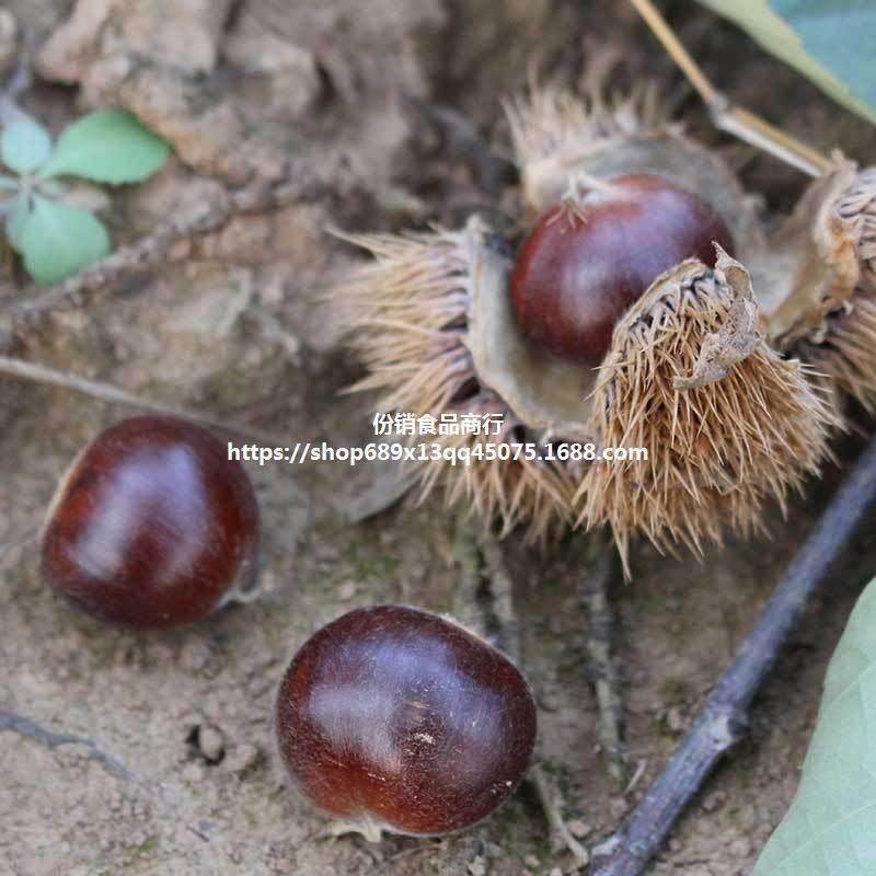 2024 New Goods Picked Qianxi Chestnut Fresh Hebei 3113 Mao Chestnut Yanshan Wild Big Oil Chestnut Millet