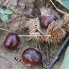 2024 New Goods Picked Qianxi Chestnut Fresh Hebei 3113 Mao Chestnut Yanshan Wild Big Oil Chestnut Millet