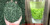 B6 Новый чай Wufeng New Year's New Tea, новинка 2025 года - Высокогорные почки, очень тонкий, очень сильный каштановый вкус, стойкий к завариванию.
