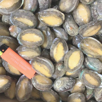 Wholesale Frozen Abalone 10kg Commercial Whole Box Shellfish Small Abalone Hot Pot Spicy Sauce Small Seafood Ingredients Wild
