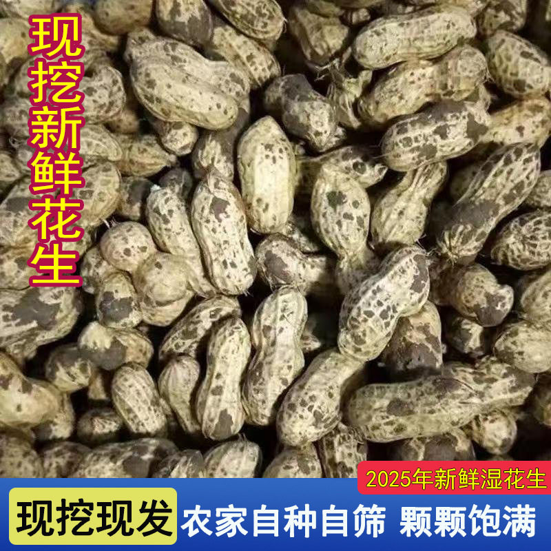Fresh Peanuts for the 2025 Season, Suitable for Boiling, Farm-Grown, Freshly Dug, with Skin and Pulp, Self-Grown, In-Shell, with Mud, Wet Peanuts