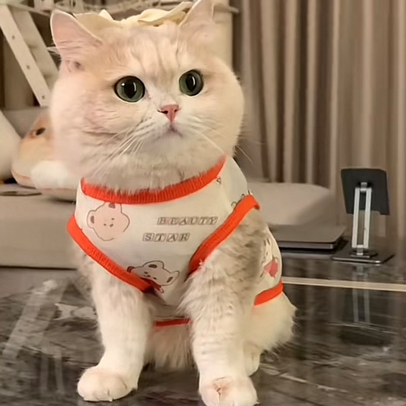 Летняя одежда для домашних кошек против выпадения волос cute ins golden gradient muppet cat Британский короткий летний дышащий жилет Изображение 1