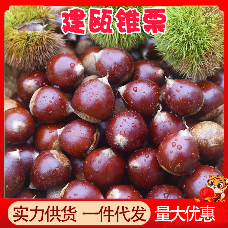 Authentic Jiannou Alpine Chestnuts 2.5kg Whole Box Fresh Wild Farm Chestnuts Wholesale Free Shipping Ready to Pick