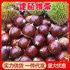 Authentic Jiannou Alpine Chestnuts 2.5kg Whole Box Fresh Wild Farm Chestnuts Wholesale Free Shipping Ready to Pick