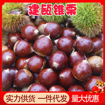 Authentic Jiannou Alpine Chestnuts 2.5kg Whole Box Fresh Wild Farm Chestnuts Wholesale Free Shipping Ready to Pick