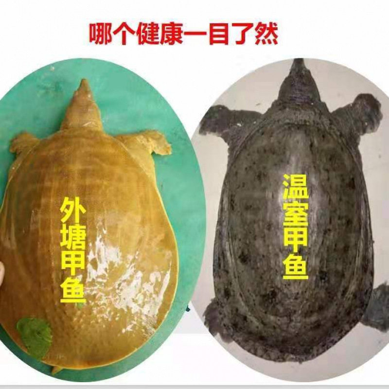 Wild-Caught Live Chinese Soft-Shell Turtles for Consumption as Seafood, Fresh Aquatic Turtles, and Old Turtles with Yellow and Green Shells