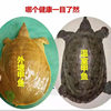Wild-Caught Live Chinese Soft-Shell Turtles for Consumption as Seafood, Fresh Aquatic Turtles, and Old Turtles with Yellow and Green Shells