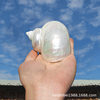 Wholesale natural conch shell peeled large white snail fish tank landscaping ornaments rolled shellfish hermit crab breeding replacement shell
