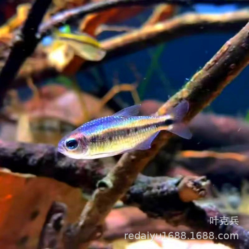 Tropical Ornamental Fish Wholesale Symphony Blue Devil Platinum Symphony Devil Light Classy Light Fish