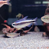 Tropical Ornamental Fish Wholesale Symphony Blue Devil Platinum Symphony Devil Light Classy Light Fish